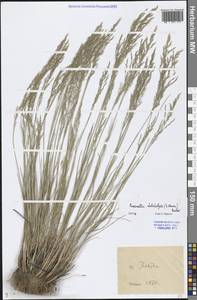 Puccinellia dolicholepis (V.I.Krecz.) Pavlov, Eastern Europe, Lower Volga region (E9) (Russia)