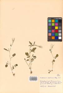 Cardamine scutata Thunb., Siberia, Russian Far East (S6) (Russia)