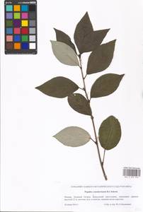 Populus ×moscoviensis Schröd., Eastern Europe, Moscow region (E4a) (Russia)