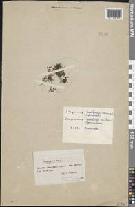 Saxifraga rivularis L., Eastern Europe, Northern region (E1) (Russia)