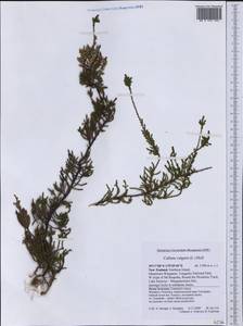 Calluna vulgaris (L.) Hull, Australia & Oceania (AUSTR) (New Zealand)