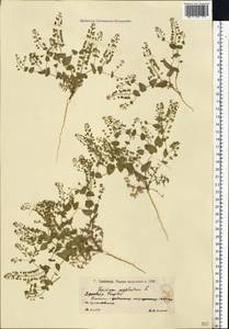 Lepidium perfoliatum L., Eastern Europe, Lower Volga region (E9) (Russia)