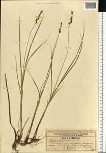 Carex disticha Huds., Eastern Europe, Volga-Kama region (E7) (Russia)