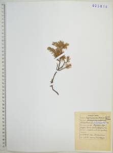 Juniperus communis var. saxatilis Pall., Siberia, Russian Far East (S6) (Russia)