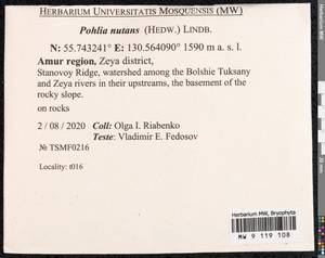 Pohlia nutans (Hedw.) Lindb., Bryophytes, Bryophytes - Russian Far East (excl. Chukotka & Kamchatka) (B20) (Russia)