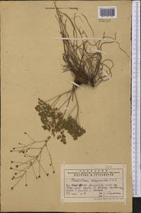 Thalictrum isopyroides C. A. Mey., Middle Asia, Western Tian Shan & Karatau (M3) (Kazakhstan)