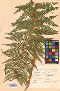 Polystichum microchlamys (Christ) Matsum., Siberia, Russian Far East (S6) (Russia)