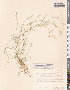 Stellaria kolymensis A.P.Khokhr., Siberia, Chukotka & Kamchatka (S7) (Russia)