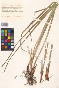 Carex buekii Wimm., Eastern Europe, Lower Volga region (E9) (Russia)