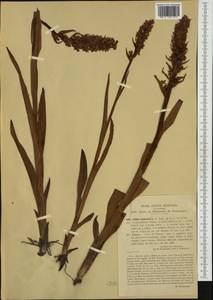Dactylorhiza incarnata (L.) Soó, Western Europe (EUR) (Italy)