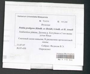 Pohlia proligera (Kindb. ex Breidl.) Lindb. ex Arnell, Bryophytes, Bryophytes - Krasnoyarsk Krai, Tyva & Khakassia (B17) (Russia)