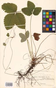 Fragaria moschata Duchesne, Eastern Europe, Moscow region (E4a) (Russia)