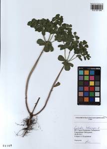 KUZ 001 646, Euphorbia helioscopia L., Siberia, Altai & Sayany Mountains (S2) (Russia)