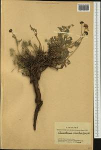 Chrysanthemum sinuatum Ledeb., Siberia, Altai & Sayany Mountains (S2) (Russia)