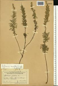 Artemisia pontica L., Eastern Europe, Eastern region (E10) (Russia)