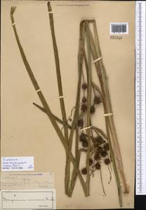 Sparganium erectum subsp. microcarpum (Neuman) Domin, Middle Asia, Muyunkumy, Balkhash & Betpak-Dala (M9) (Kazakhstan)
