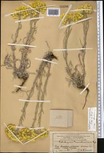 Helichrysum maracandicum Popov ex Kirp., Middle Asia, Western Tian Shan & Karatau (M3) (Kazakhstan)
