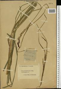 Carex acutiformis Ehrh., Eastern Europe, Central forest region (E5) (Russia)
