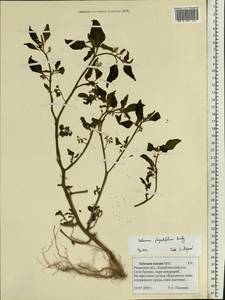 Solanum physalifolium Rusby, Eastern Europe, Central region (E4) (Russia)