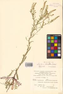 Lepidium densiflorum Schrad., Eastern Europe, Central forest-and-steppe region (E6) (Russia)