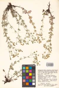 Potentilla argentea L., Middle Asia, Caspian Ustyurt & Northern Aralia (M8) (Kazakhstan)