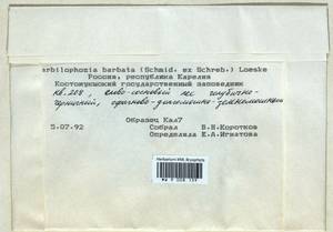 Barbilophozia barbata (Schmidel ex Schreb.) Loeske, Bryophytes, Bryophytes - Karelia, Leningrad & Murmansk Oblasts (B4) (Russia)