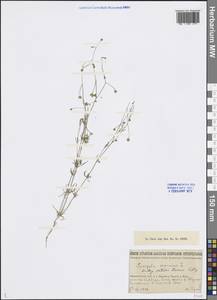 Spergula arvensis L., Eastern Europe, Northern region (E1) (Russia)