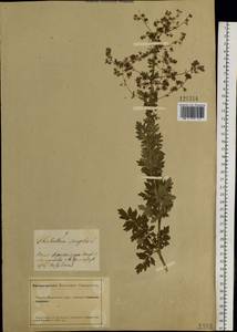 Thalictrum simplex L., Siberia, Altai & Sayany Mountains (S2) (Russia)