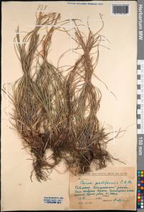 Carex pediformis C.A.Mey., Siberia, Baikal & Transbaikal region (S4) (Russia)