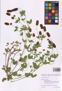 Trifolium spadiceum L., Eastern Europe, Central region (E4) (Russia)