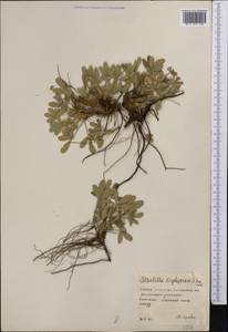 Potentilla cinerea subsp. incana (G.Gaertn., B.Mey. & Scherb.) Asch., Middle Asia, Northern & Central Kazakhstan (M10) (Kazakhstan)