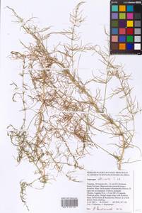 Asparagus officinalis L., Eastern Europe, North Ukrainian region (E11) (Ukraine)