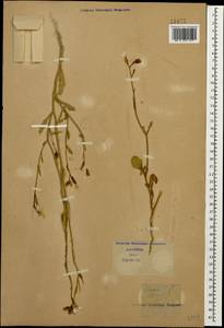 Eruca vesicaria subsp. sativa (Mill.) Thell., Caucasus (no precise locality) (K0)