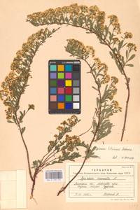 Spiraea crenata subsp. crenata, Eastern Europe, Central forest-and-steppe region (E6) (Russia)