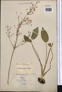 Alisma plantago-aquatica L., Middle Asia, Syr-Darian deserts & Kyzylkum (M7) (Kazakhstan)