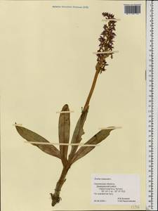 Orchis mascula (L.) L., Eastern Europe, Western region (E3) (Russia)
