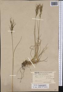 Festuca vivipara (L.) Sm., America (AMER) (Greenland)