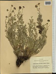 Chrysanthemum sinuatum Ledeb., Siberia, Altai & Sayany Mountains (S2) (Russia)