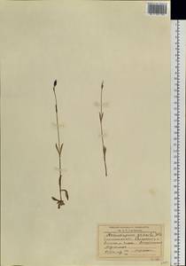 Silene gracilis (Tolm.) comb. ined., Siberia, Baikal & Transbaikal region (S4) (Russia)