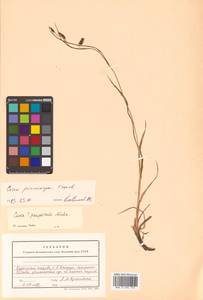 Carex lyngbyei Hornem., Siberia, Russian Far East (S6) (Russia)