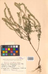 Lepidium densiflorum Schrad., Siberia, Russian Far East (S6) (Russia)