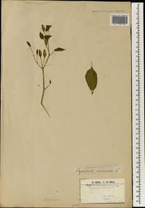 Capsicum annuum L., Africa (AFR) (Guinea)