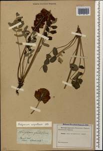 Hedysarum biebersteinii Zertova, Caucasus (no precise locality) (K0)