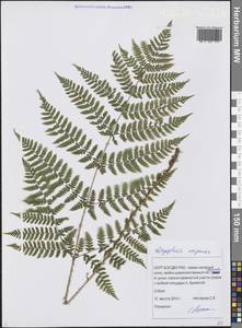 Dryopteris expansa (C. Presl) Fraser-Jenk. & Jermy, Siberia, Russian Far East (S6) (Russia)