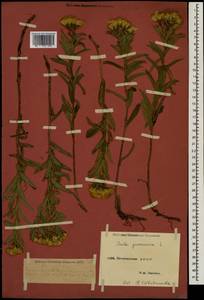 Pentanema germanicum (L.) D. Gut. Larr., Santos-Vicente, Anderb., E. Rico & M. M. Mart. Ort., Caucasus, Dagestan (K2) (Russia)