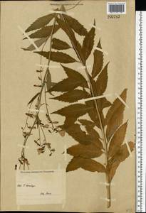 Adenophora liliifolia (L.) A.DC., Eastern Europe, Eastern region (E10) (Russia)