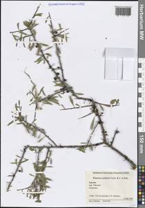Rhamnus erythroxyloides subsp. erythroxyloides, Caucasus, Georgia (K4) (Georgia)