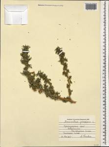 Amaranthus graecizans L., Caucasus, Black Sea Shore (from Novorossiysk to Adler) (K3) (Russia)