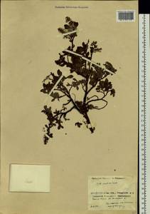 Salix saxatilis Turcz., Siberia, Baikal & Transbaikal region (S4) (Russia)