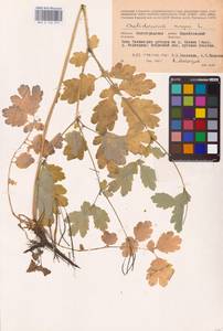Chelidonium majus L., Eastern Europe, Lower Volga region (E9) (Russia)